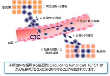 血中循環がん細胞 Ctc Circulating Tumor Cells おおた内科消化器科クリニック